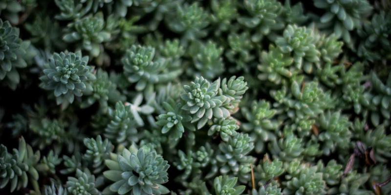 NDBSYJ驱动企业数字化转型:技术咨询如何成为战略加速器