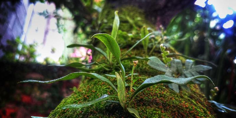 技术咨询驱动下的数字化转型：软件工程与架构优化实战策略