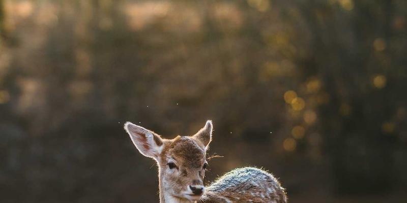 蒸汽波风格编程下的信息技术伦理：构建AI决策可解释性与算法公平性框架
